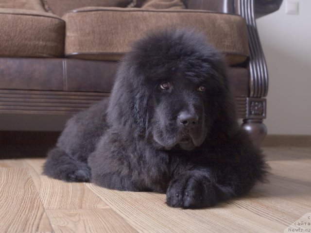 Фото: ньюфаундленд Смигар Го ту би зе Фест