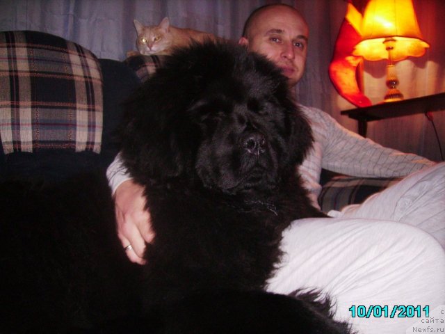 Фото: Алексей Нистратов, ньюфаундленд Их Высочество Владлена Маджикс, кот Завуч