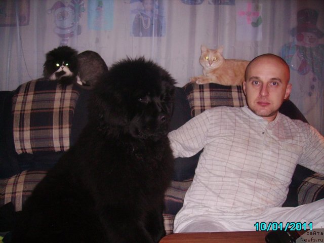 Фото: Алексей Нистратов, ньюфаундленд Их Высочество Владлена Маджикс, Завуч, Ася