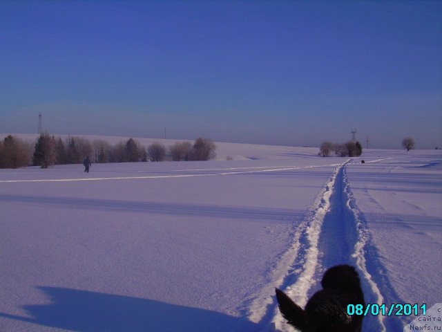 Фото: Алексей Нистратов, ньюфаундленд Их Высочество Владлена Маджикс, Дан