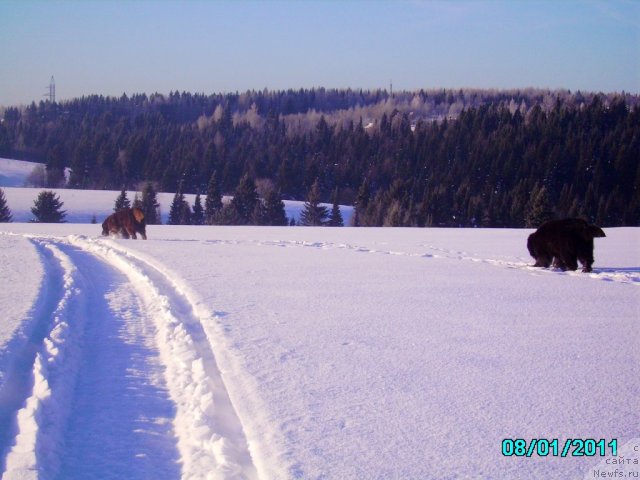 Фото: ньюфаундленд Их Высочество Владлена Маджикс, ДАН