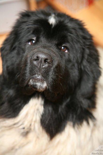 Фото: ньюфаундленд Аквиан Сонг Зеро Гравити (Akvian Song Zero Graviti)