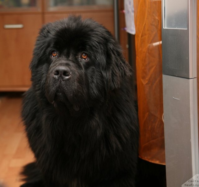 Фото: ньюфаундленд Gimenej Golden Star