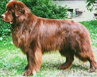 Фото: ньюфаундленд Смигар Афанасий (Smigar Afanasiy)