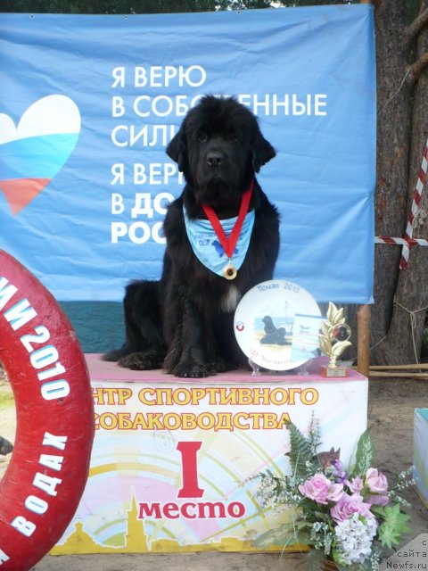 Фото: ньюфаундленд Супер Бизон Астория