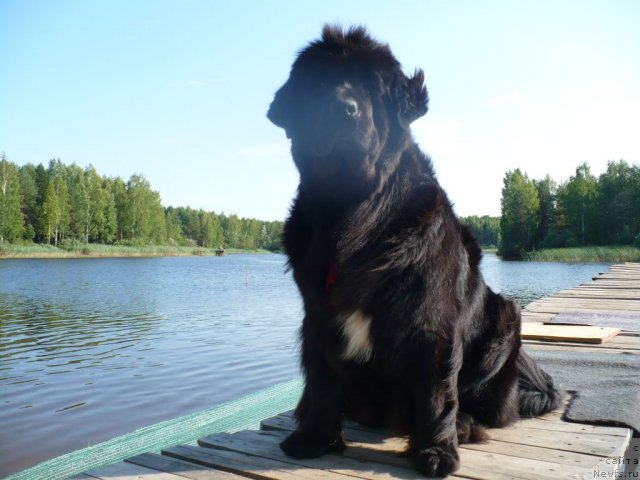 Фото: ньюфаундленд Супер Бизон Астория