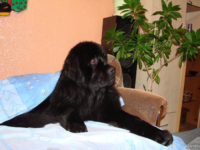 Фото: ньюфаундленд Ричард Блэк