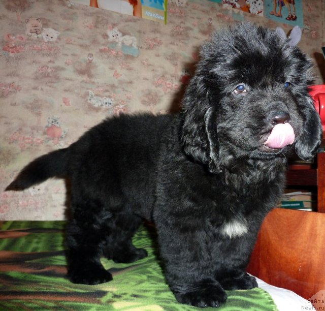 Фото: ньюфаундленд Вивьен Свит Леди