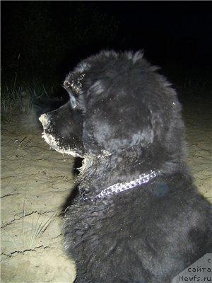 Фото: ньюфаундленд Арх Бьюти Окси Свет