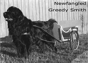Фото: ньюфаундленд Newfangled Greedy Smith