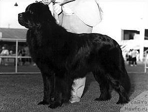 Фото: ньюфаундленд Krystalcove Dark Dazzler