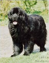 Фото: ньюфаундленд Ursulas Indian Son of Dipper