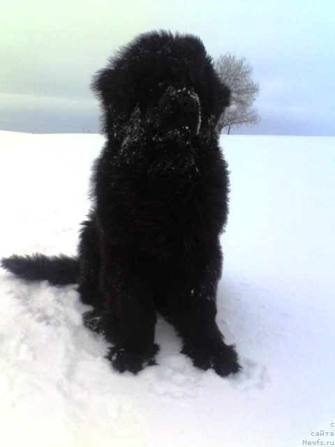 Фото: ньюфаундленд Их Высочество Владлена Маджикс