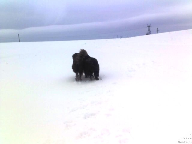Фото: ньюфаундленд Их Высочество Владлена Маджикс, Данчик