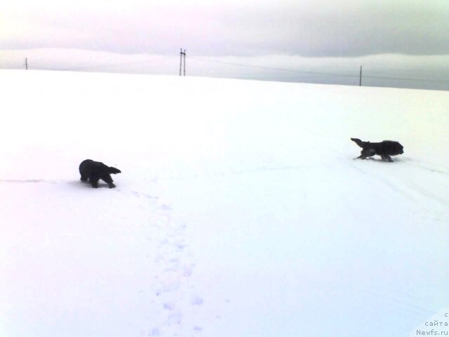 Фото: ньюфаундленд Их Высочество Владлена Маджикс, Данчик