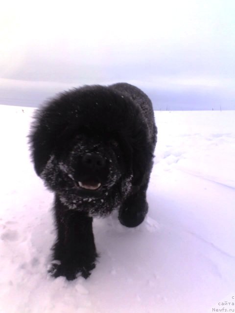 Фото: ньюфаундленд Их Высочество Владлена Маджикс