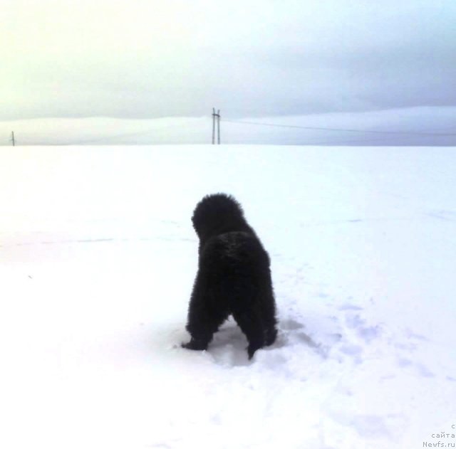 Фото: ньюфаундленд Их Высочество Владлена Маджикс