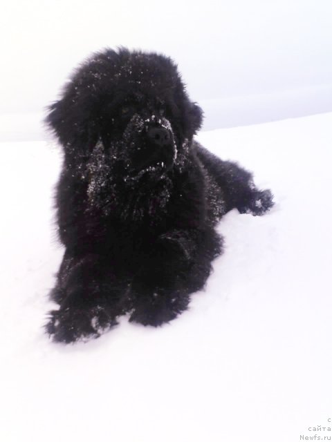 Фото: ньюфаундленд Их Высочество Владлена Маджикс