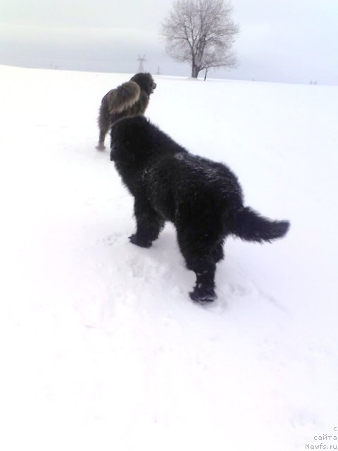 Фото: ньюфаундленд Их Высочество Владлена Маджикс, ДАНИК