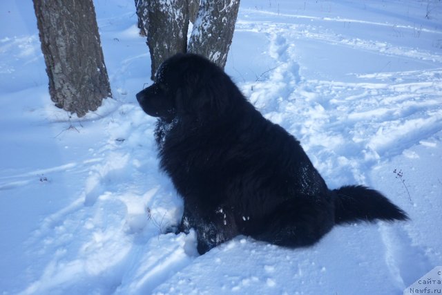 Фото: ньюфаундленд Юст