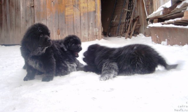 Фото: детки, ньюфаундленд Севертан Рожденная Легендой