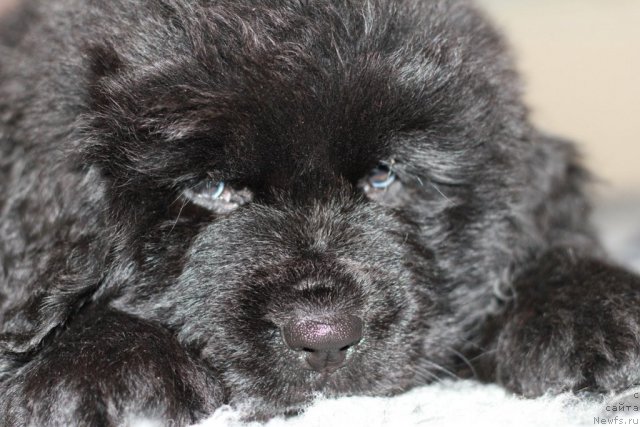 Фото: ньюфаундленд Т-34 с Берега Дона (T-34 s Berega Dona)