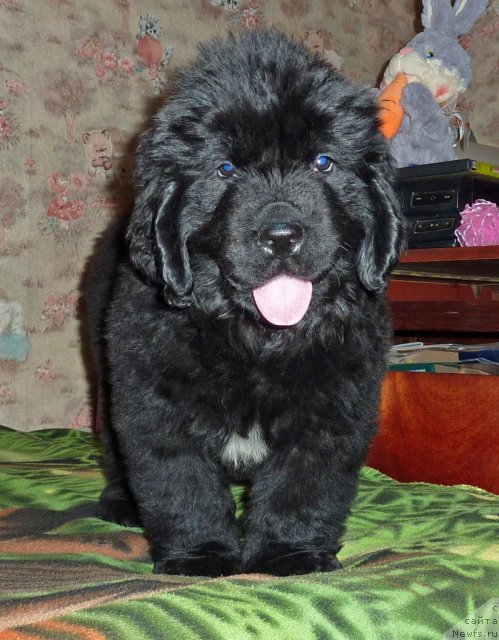 Фото: ньюфаундленд Вивьен Свит Леди