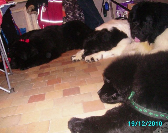 Фото: ньюфаундленд King of Helluland I'm Precious, ньюфаундленд Супер Премиум Женева (Super Premium Zheneva), ньюфаундленд Супер Премиум Жодо Феролли (Super Premium Zhodo Ferolli), ньюфаундленд Их Высочество Владлена Маджикс