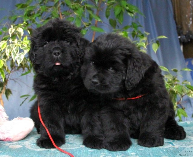 Фото: ньюфаундленд Особа Статная из Медвежьего Яра, ньюфаундленд Онтарио   Флэш   из Медвежьего Яра