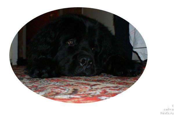 Фото: ньюфаундленд Фанньюф Удалец Молодец