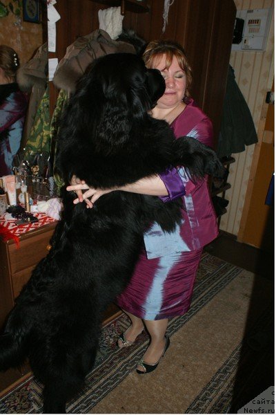 Фото: ньюфаундленд Фанньюф Удалец Молодец, Лариса Конашенкова