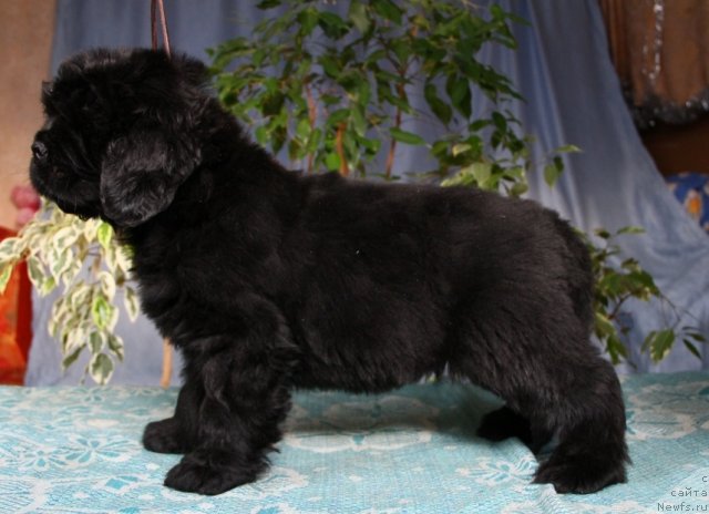 Фото: ньюфаундленд Обольститель из Медвежьего Яра