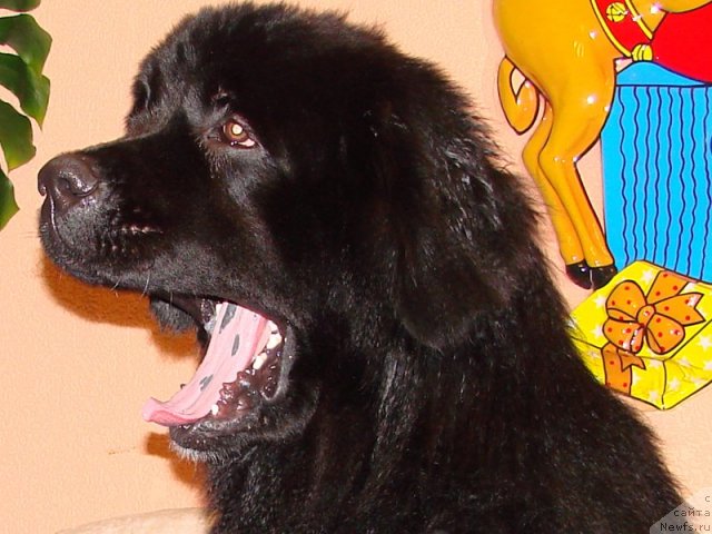 Фото: ньюфаундленд Ричард Блэк