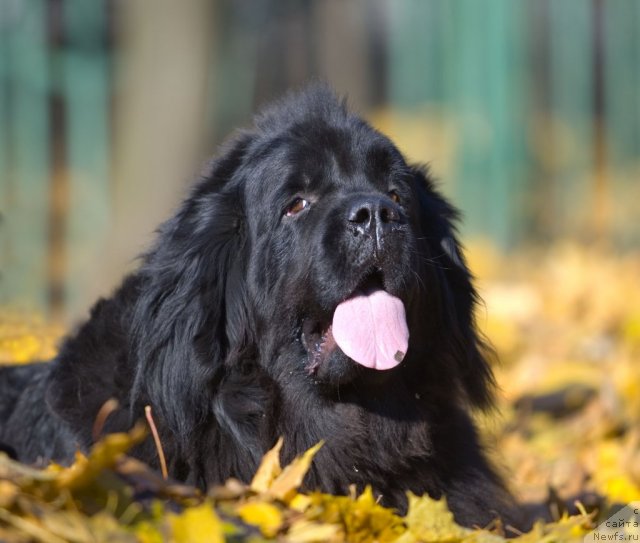 Фото: ньюфаундленд Амбиция Его Высочества из Медвежьего Яра