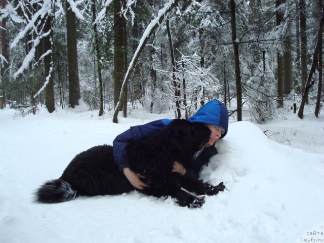 Фото: ньюфаундленд Смигар Дар Божий