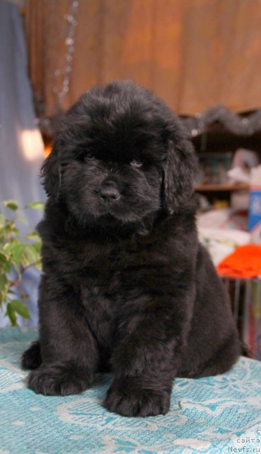 Фото: ньюфаундленд Онтарио   Флэш   из Медвежьего Яра