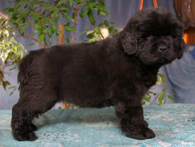 Фото: ньюфаундленд Онтарио   Флэш   из Медвежьего Яра