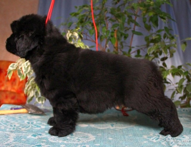 Фото: ньюфаундленд Онтарио   Флэш   из Медвежьего Яра