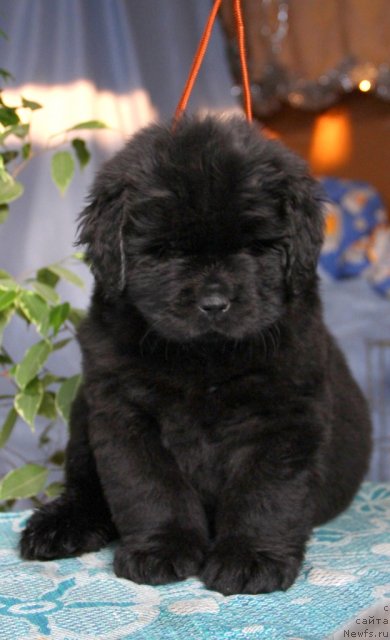 Фото: ньюфаундленд Онтарио   Флэш   из Медвежьего Яра