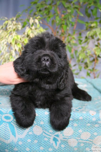 Фото: ньюфаундленд Обольститель из Медвежьего Яра