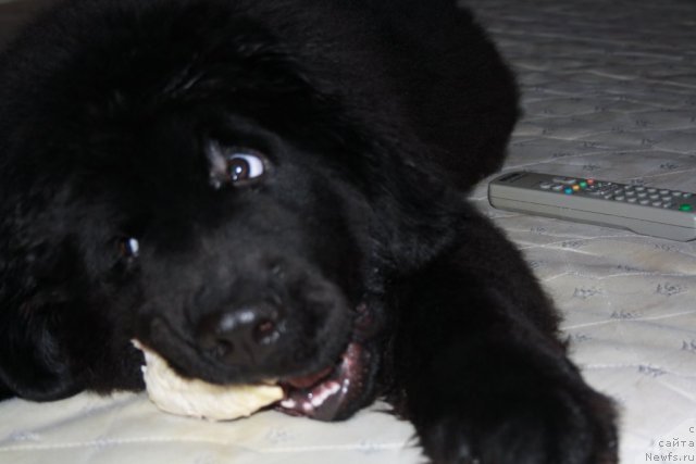 Фотография № 56802