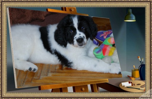 Фотография № 56810