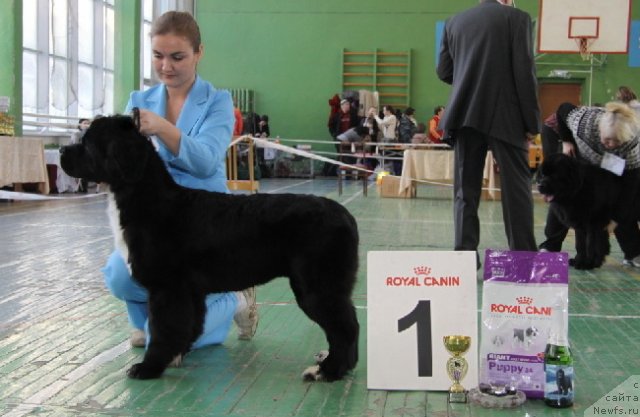 Фото: ньюфаундленд Икона Стиля