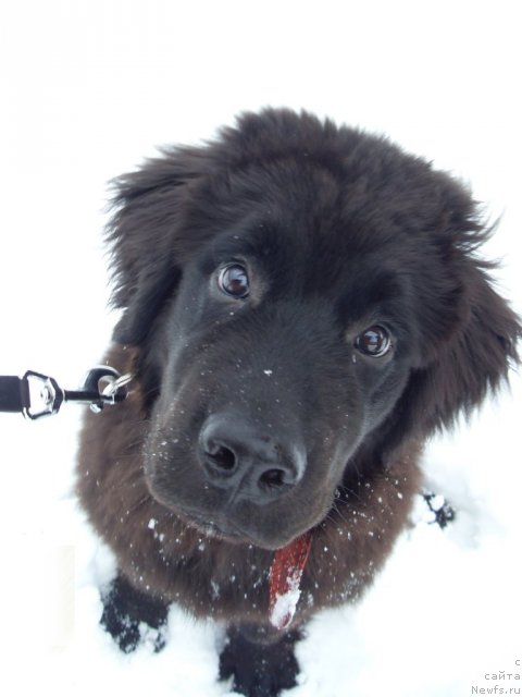 Фото: ньюфаундленд Смигар Васаби Бой