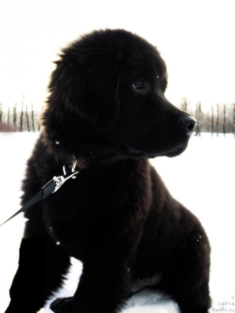 Фото: ньюфаундленд Смигар Васаби Бой