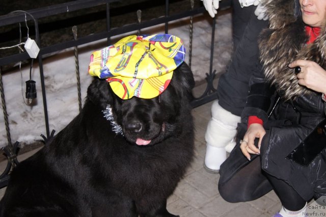 Фото: ньюфаундленд Акватория Келвин Инспирит Лайф (Aquatoriya Kelvin Inspirit Life)