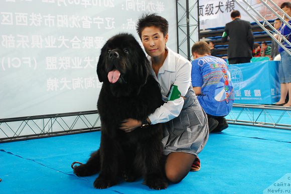 Фото: ньюфаундленд Его Высочество от Сибирского Медведя (Ego Vysochestvo ot Sibirskogo Medvedja)