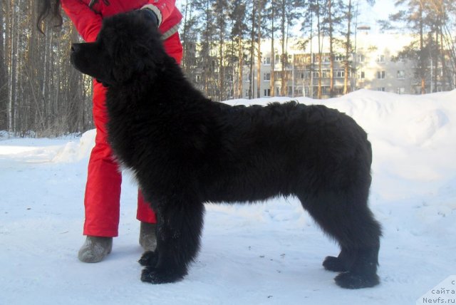 Фото: ньюфаундленд Изумруд Моей Души