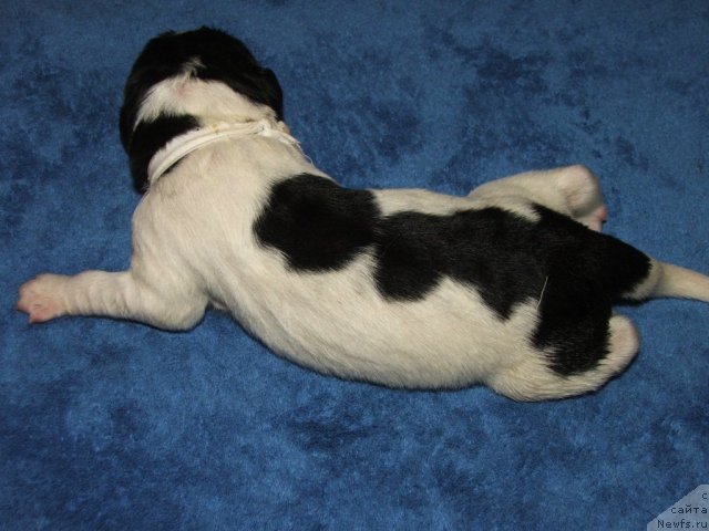 Фото: ньюфаундленд Плюшевая Панда Тайна Монрепо (Plushevaya Panda Tajna Monrepo)