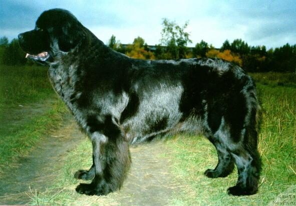 Фото: ньюфаундленд Aarnikarhun Fiametta